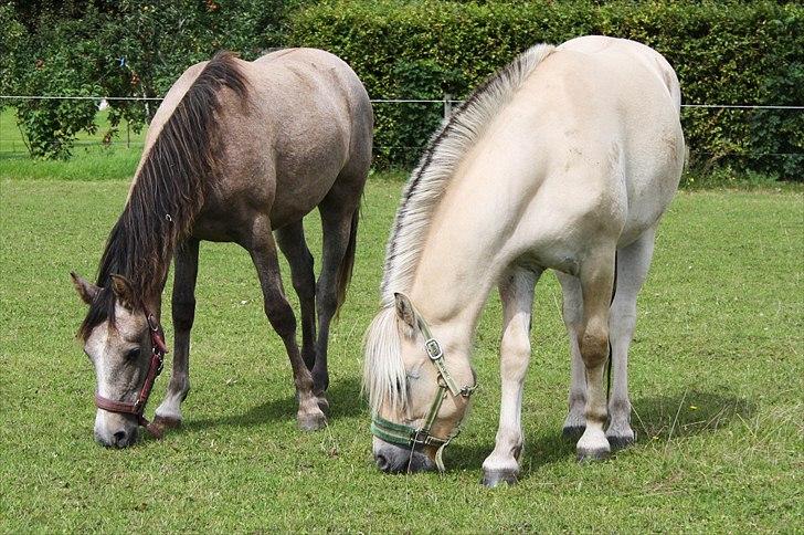Fjordhest Domino my littel fellow - sommeren 2010 dig og zulu nyder at gå sammen igen :b<3 Bøller billede 9