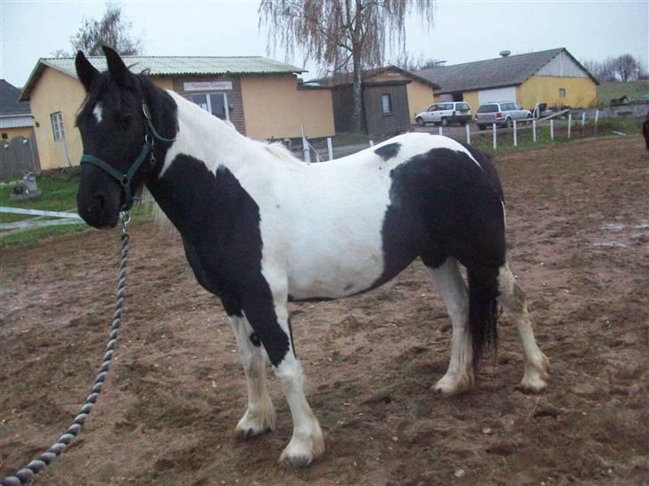 Barockpinto La Santa ¤ solgt ¤ :'( - savner min plettede skønhed. Foto: Miig  billede 7