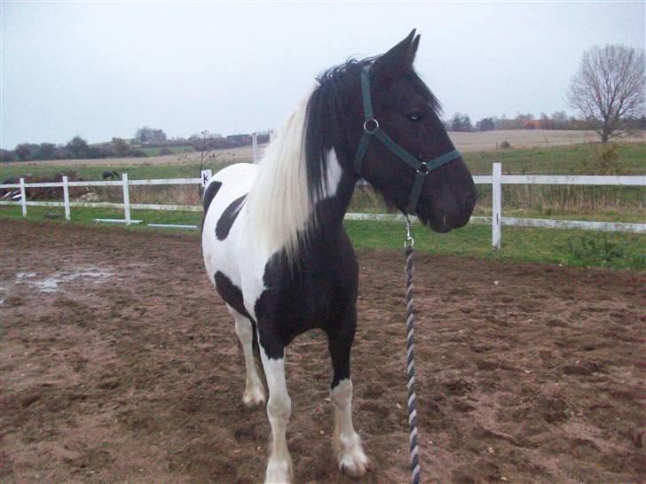 Barockpinto La Santa ¤ solgt ¤ :'( - Savner min plettede skønhed. Foto: Miig billede 8