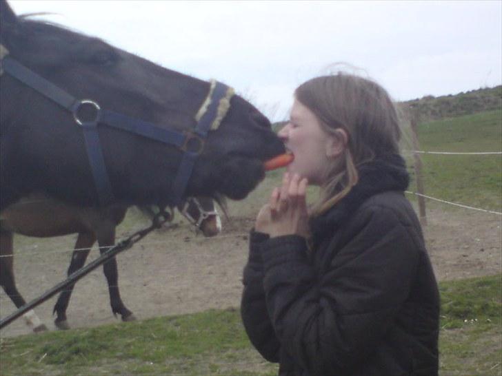 Barockpinto La Santa ¤ solgt ¤ :'( - Du er alt for fantastisk (savnet) Foto: Martina <3 billede 9