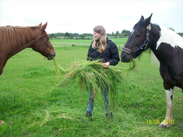 Barockpinto La Santa ¤ solgt ¤ :'( - Savner min plettede skønhed. Foto: martina billede 10