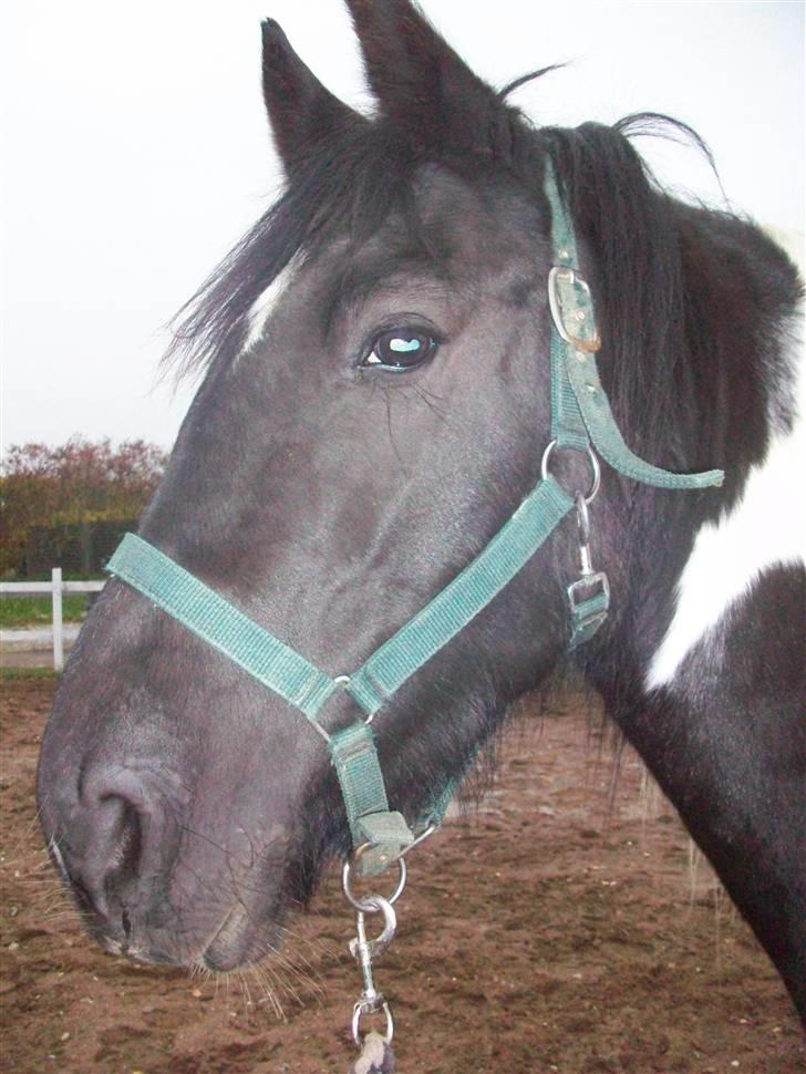 Barockpinto La Santa ¤ solgt ¤ :'( - Savner min plettede skønhed. Foto: Miig xD <3 billede 11