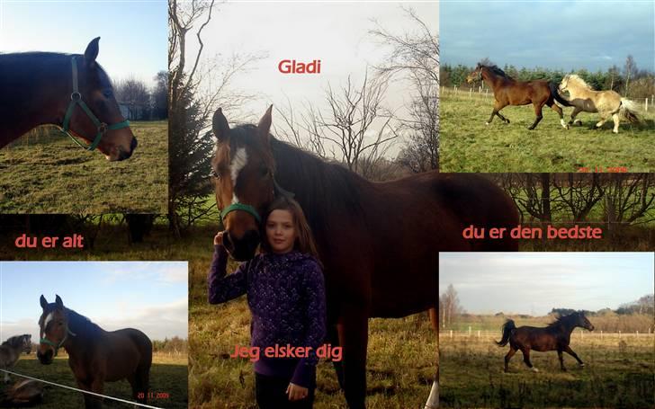 Dansk Varmblod Gladi billede 7