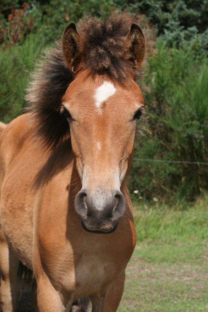 Anden særlig race Bella-Luna - Velkommen Til Bella´s profil billede 1