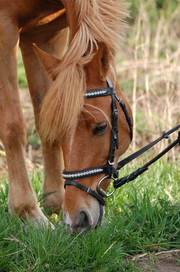 Appaloosa Zamira B-PONY<3 R.I.P - Love you<3 billede 6