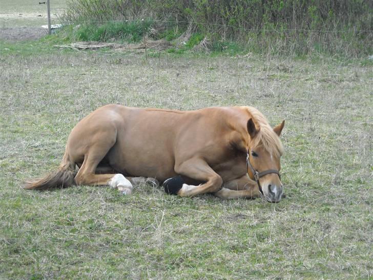 Appaloosa Zamira B-PONY<3 R.I.P - <3 billede 2