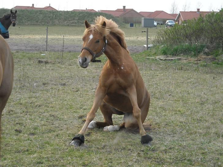 Appaloosa Zamira B-PONY<3 R.I.P - Hun er så sød :* billede 3