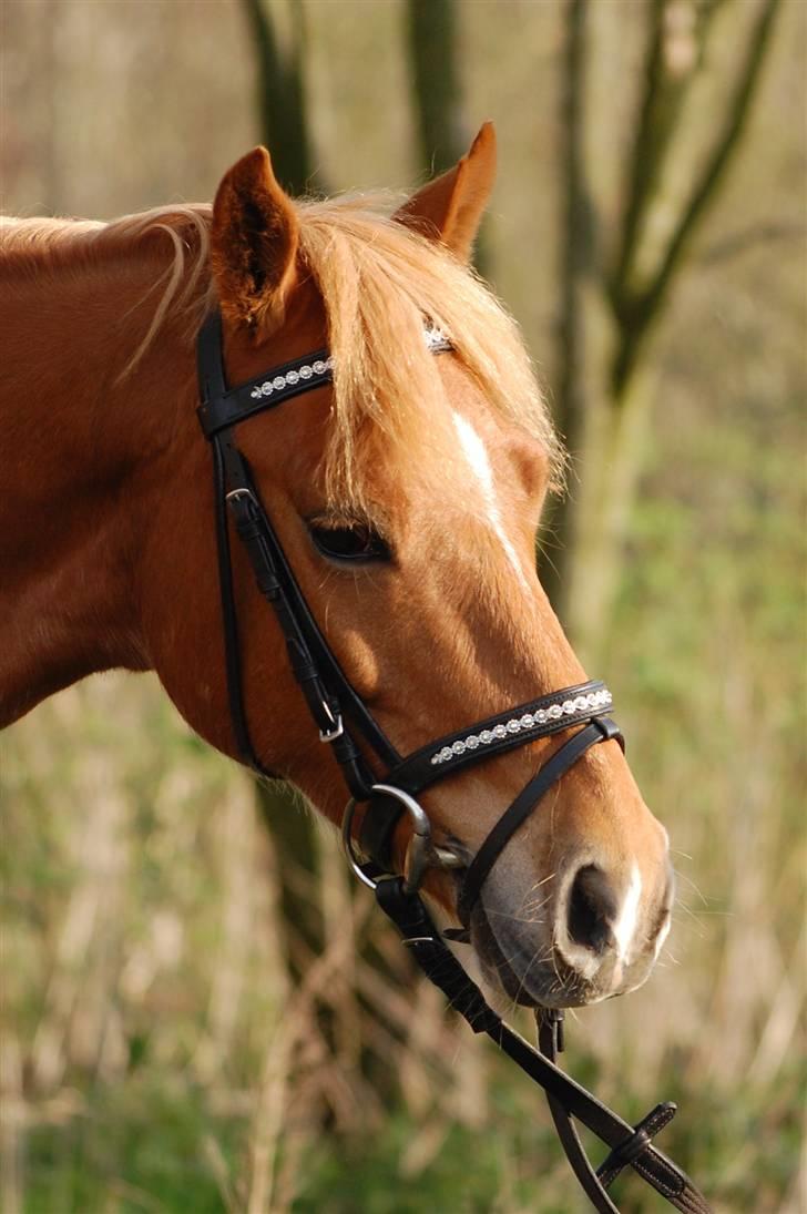 Appaloosa Zamira B-PONY<3 R.I.P - :D billede 4