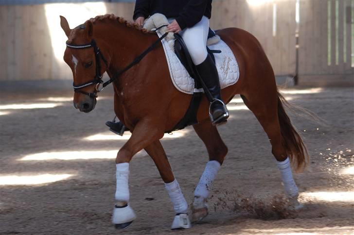 Appaloosa Zamira B-PONY<3 R.I.P - Zamira med Katrine på ryggen. billede 5