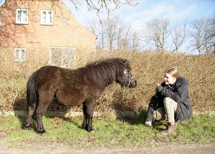Dansk Miniature La Luna - d. 9 april 2010 2-3 mdr. til termin billede 19