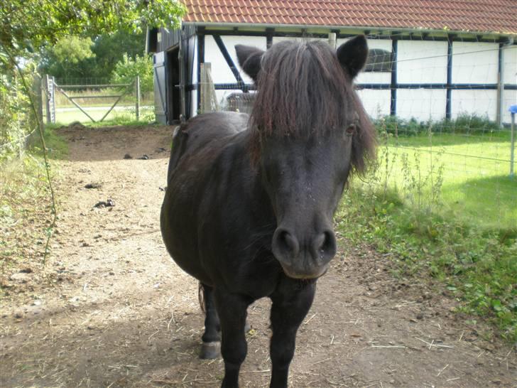 Shetlænder miss pinky - på fold! <´3 sommer 09 billede 6