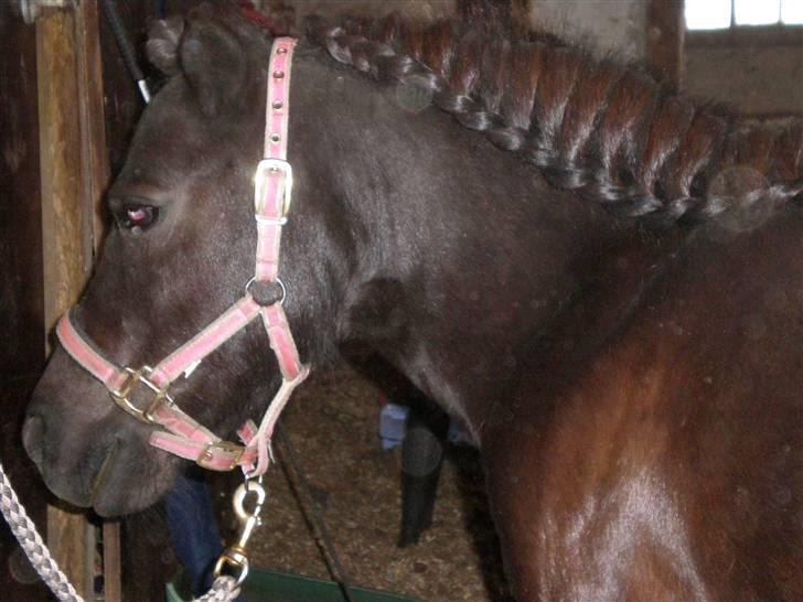 Shetlænder miss pinky - lady musen flettet op! sommer 09 billede 7