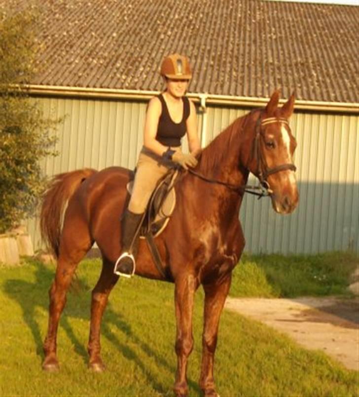 Dansk Varmblod kalua R.I.P. billede 1