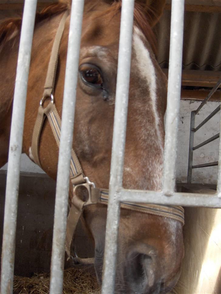 Dansk Varmblod kalua R.I.P. billede 2