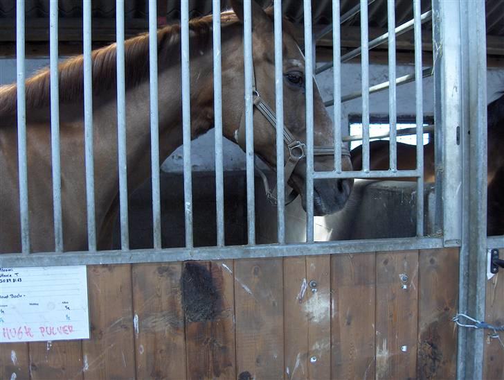 Dansk Varmblod kalua R.I.P. billede 3