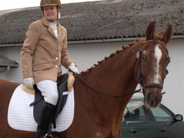 Dansk Varmblod kalua R.I.P. billede 4