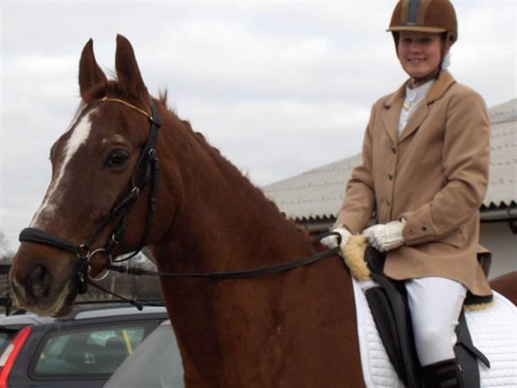 Dansk Varmblod kalua R.I.P. billede 5