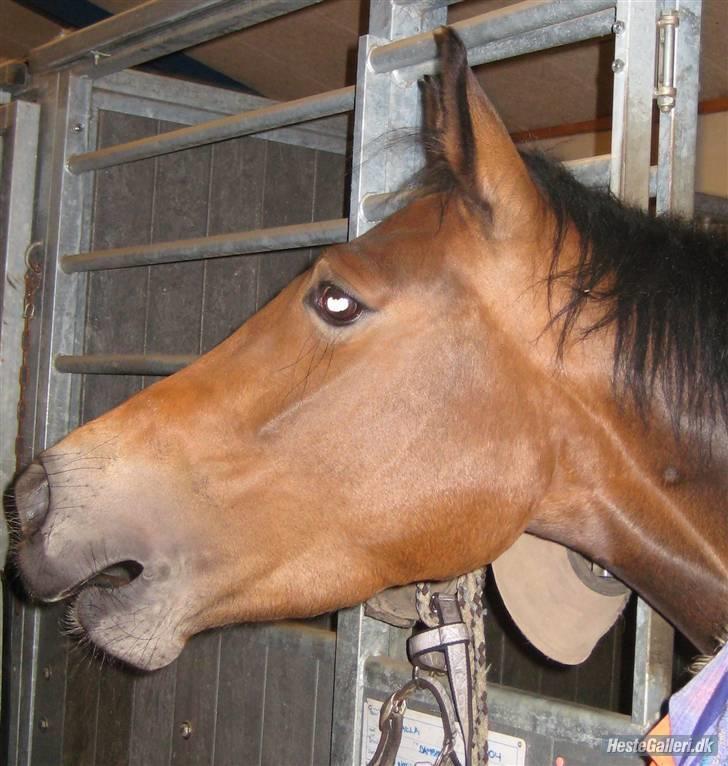 DSP Amidalla solgt - Min smukke pony! Foto Nicoline billede 19