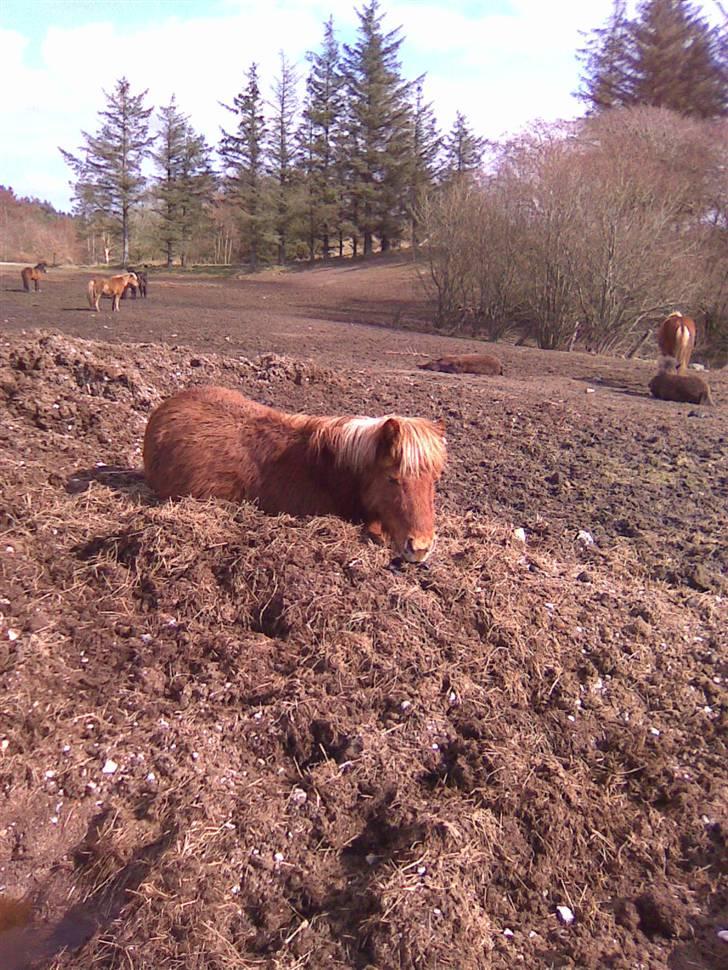Shetlænder Louis :) - Louis :) billede 1