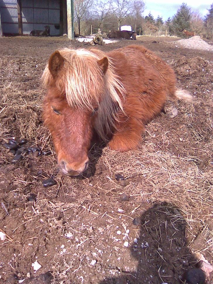 Shetlænder Louis :) - Louis :) billede 2