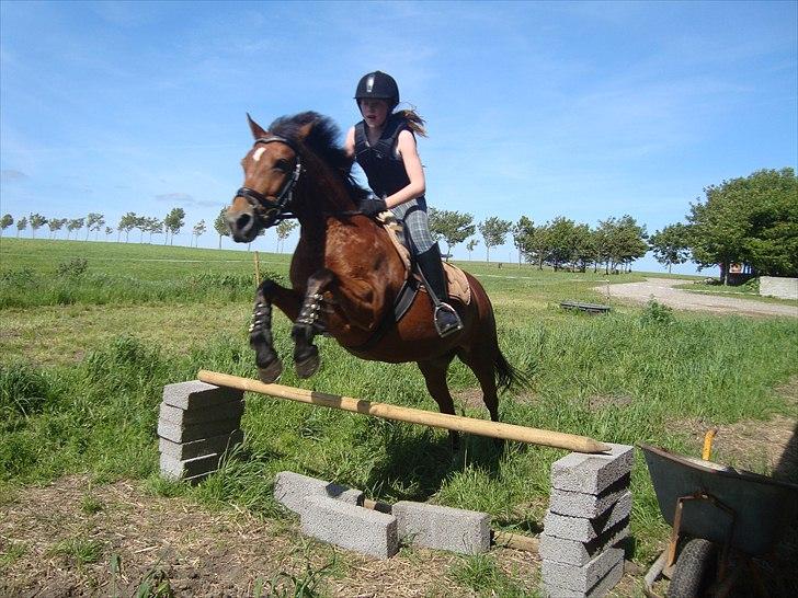 Anden særlig race CINORA -  Spring pony lang tid siden:D billede 15