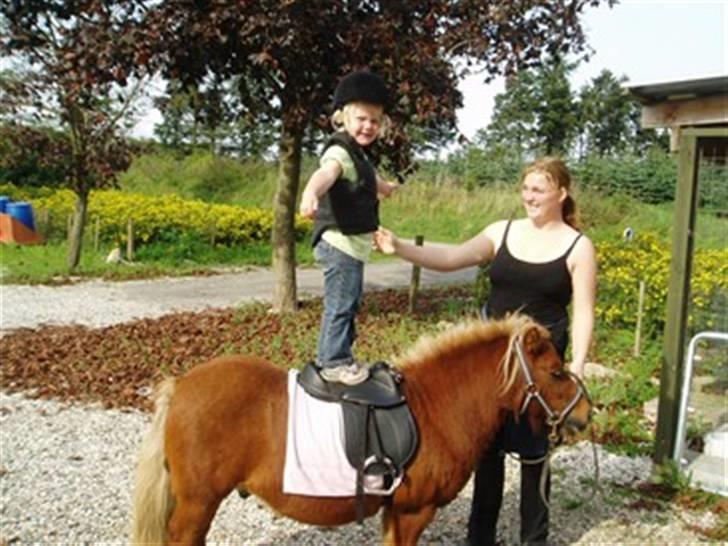 Shetlænder Louis :) - Louis :) billede 3