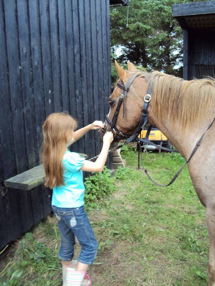 Anden særlig race Verdi - lillesøsters bedsteveninde sadler af efter en hyggelig tur på the man billede 2