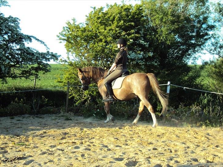 Anden særlig race Verdi - lækre verdi billede 3