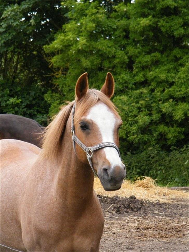 Anden særlig race Verdi - nårhhh billede 4