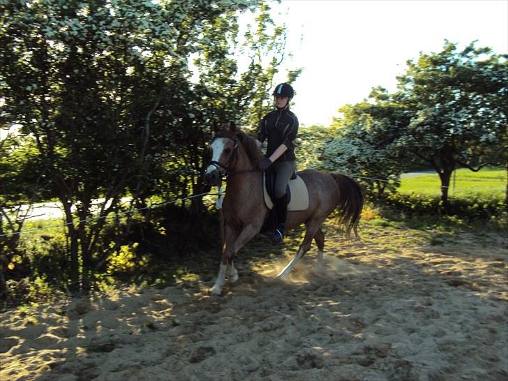 Anden særlig race Verdi - goddaw verdi billede 5