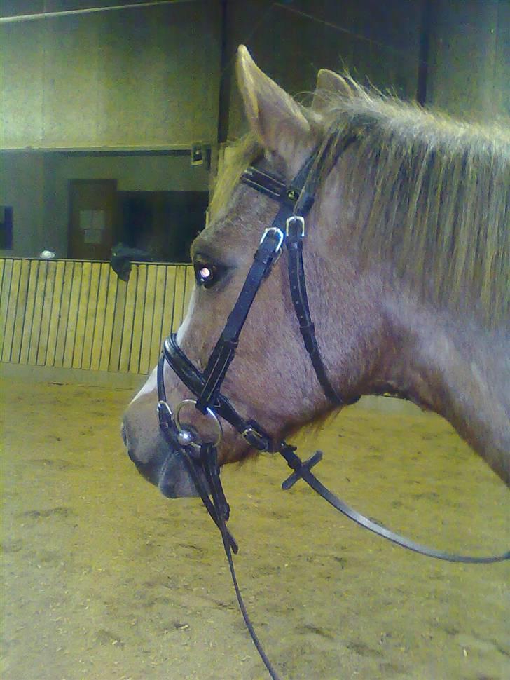 Anden særlig race Verdi - altid glad:-) billede 6