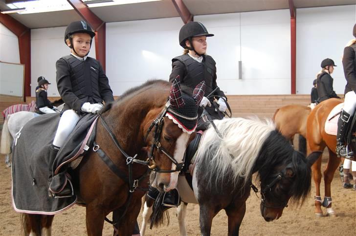 New Forest Marvin - Mig og Marvin - Ofelia og Emilie billede 9