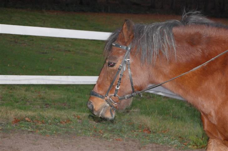 Anden særlig race Prinsen Af Krogsgård - Welkommen til mig Prinsens profil, her kan i lærer mig at kende<3 billede 1
