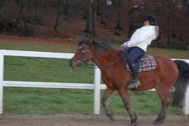 Anden særlig race Prinsen Af Krogsgård - Kan du så komme med Sarah!? billede 3