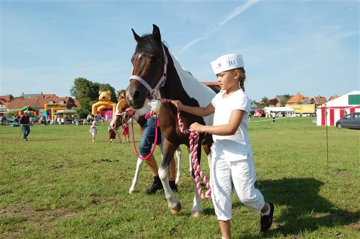 Pinto Ofelia  solgt:-( - Dyrskue i Ribe 2008 billede 4