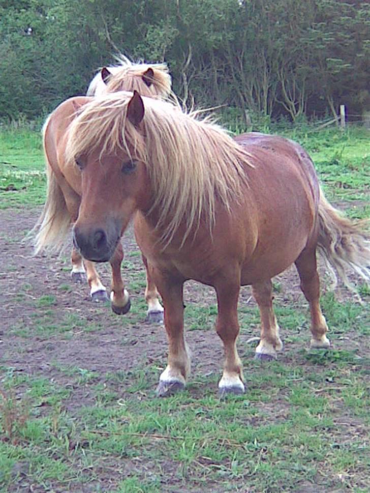 Shetlænder Louis :) - Louis :) billede 4