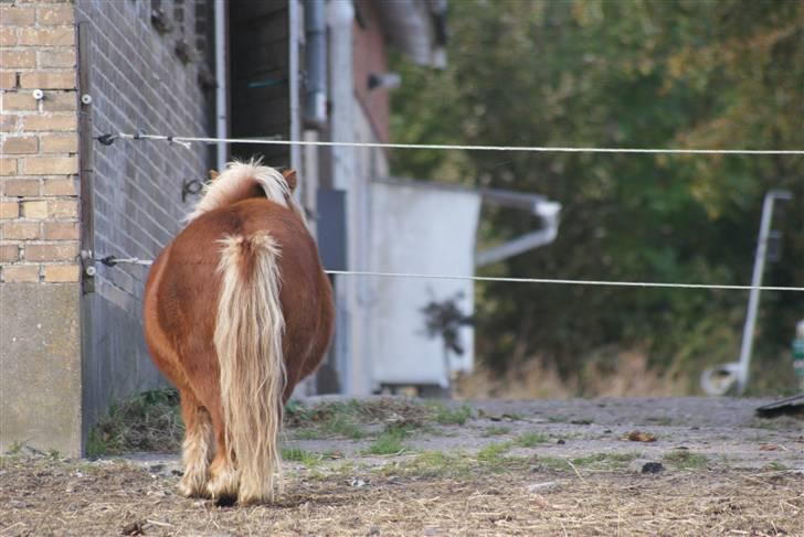 Shetlænder Louis :) - Louis :) billede 5