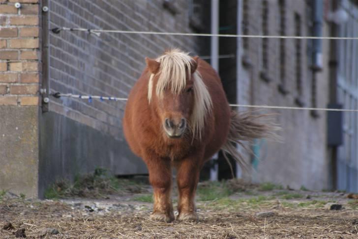 Shetlænder Louis :) - Louis :) billede 6