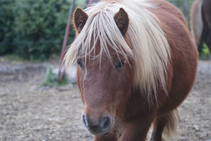 Shetlænder Louis :) - Louis :) billede 7