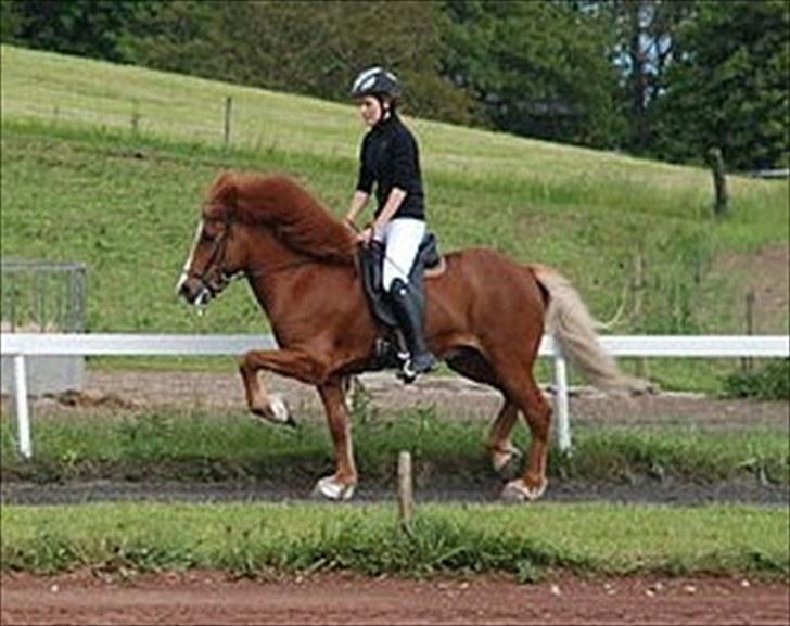 Islænder Sævar från Musö - 3} Sævar og jeg i trav til klub stævne (:  billede 2