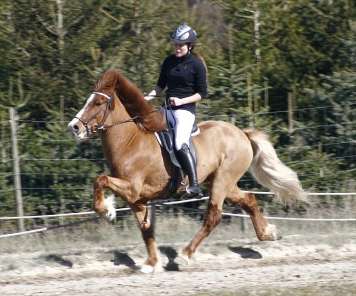 Islænder Sævar från Musö - 4} sævar og jeg til dsu <3 her i hurtig tølt (ved jeg har for lange tøjler) foto : Maria Lucia Heinisch Jacobsen (taak) billede 3