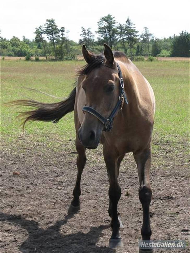 Arabisk fuldblod (OX) Fordianka Khan SOLGT!! - Dianka med sommerpels hos tideligerer ejer billede 4