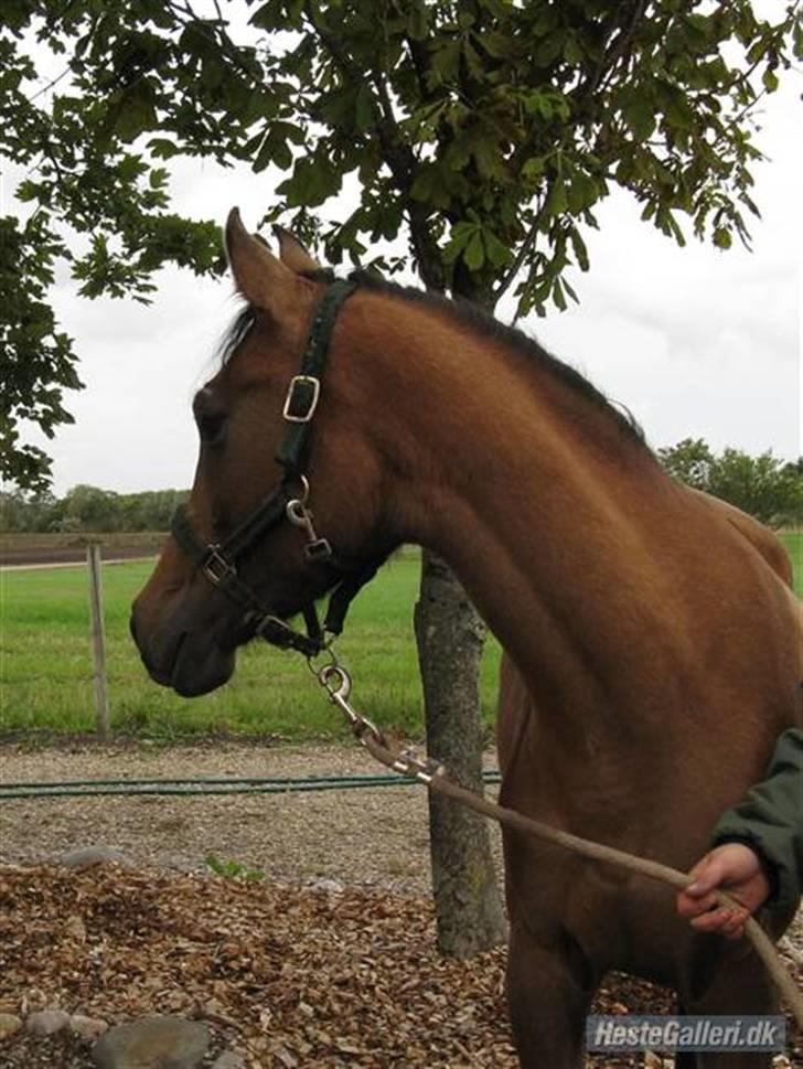 Arabisk fuldblod (OX) Fordianka Khan SOLGT!! - Dianka med sommerpels hos tideligerer ejer billede 5