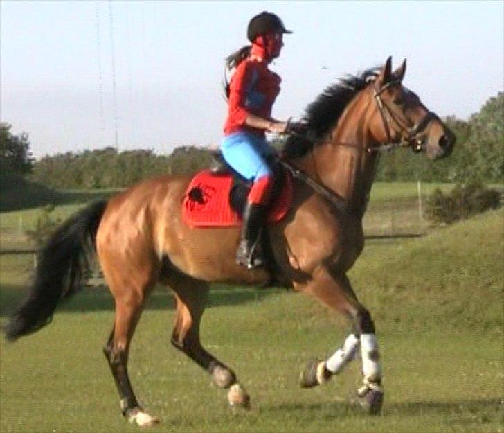 Anden særlig race Sunshine - Smukke Solskin her klædt ud som spiderman med Mia på ryggen, til skt. Hans på rideskolen sommeren 2010. Foto: Mig billede 10