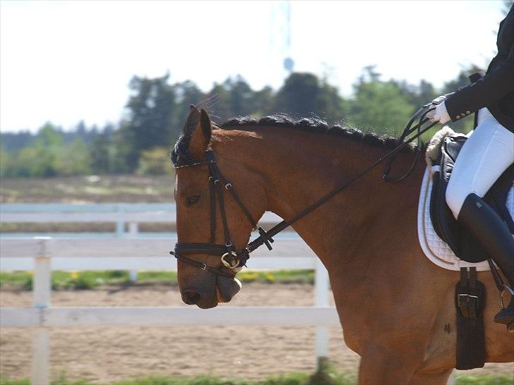 Anden særlig race Sunshine - Sunshine til stævne i Hodsager d. 1 maj 2011. Foto: Mig.  billede 11