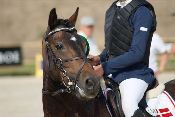 Anden særlig race Mystery Man (SOLGT) - Smukke pony!!! Foto:Linnea! billede 16