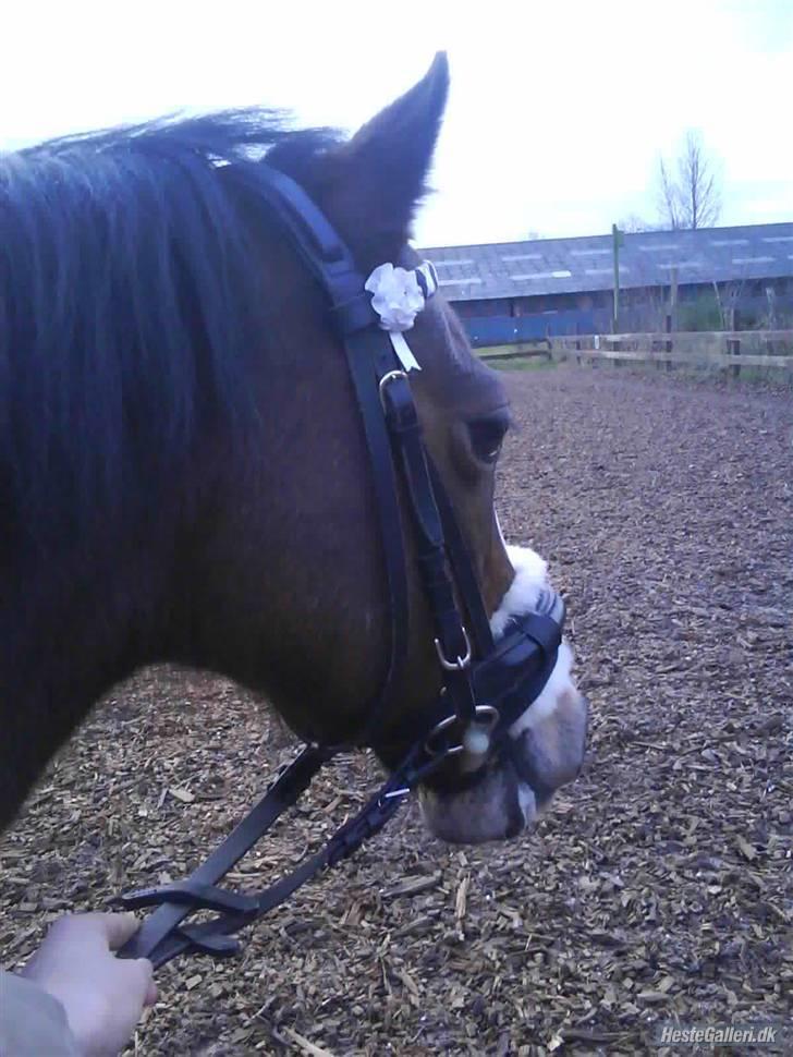 Anden særlig race Beauty ( gammel part) - der er noget meget spændende der over:D billede 10