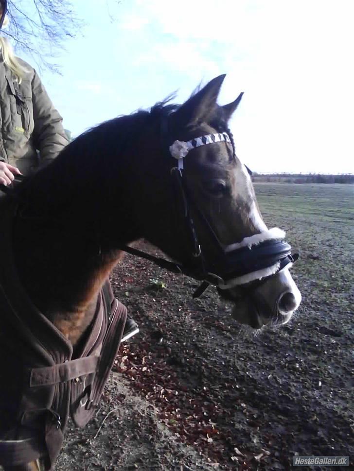 Anden særlig race Beauty ( gammel part) - mijn piie billede 12