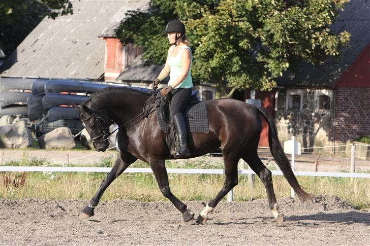 Hannoveraner Debbie 2004 SOLGT billede 15