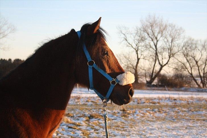 Welsh Cob (sec D) Rambo. - Wow! har man lige set magen til skønhed, lækkerhed og udstråling! Foto: Sara Ø billede 8